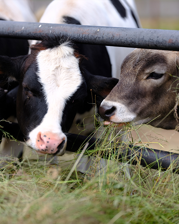 Собственный агропромышленный комплекс
